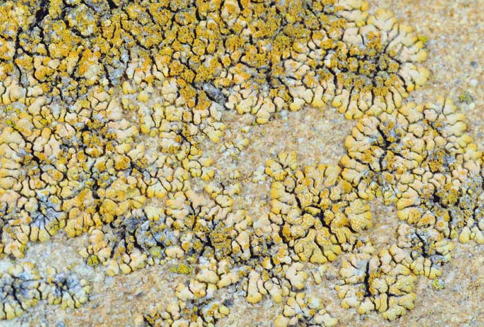 Licheni sul muro di casa